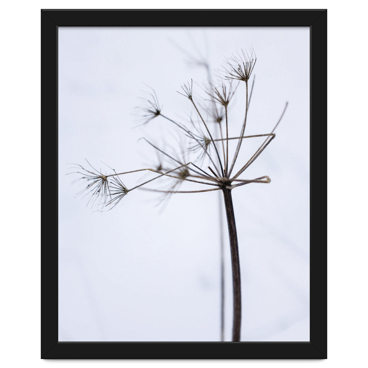 Wildflower in Winter