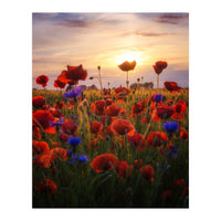 Poppiesfield at Sunrise (Print Only)