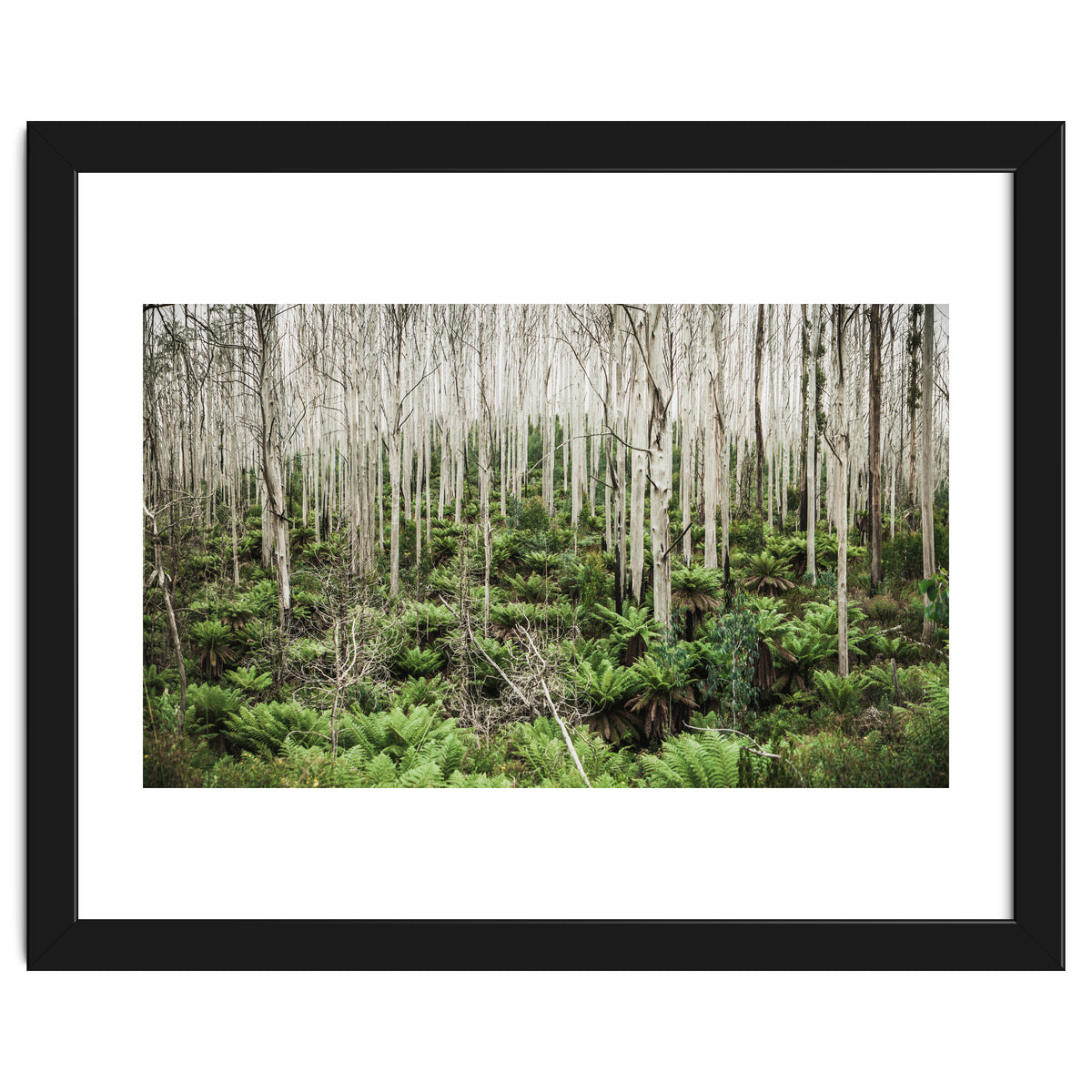 Forest After The Fire