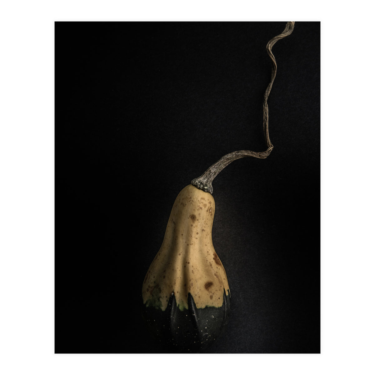 Gourds No 12 Color Version (Print Only)