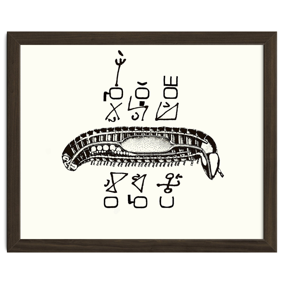 Diplopod David Felix