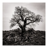 Gnarled Tree (Print Only) thumbnail
