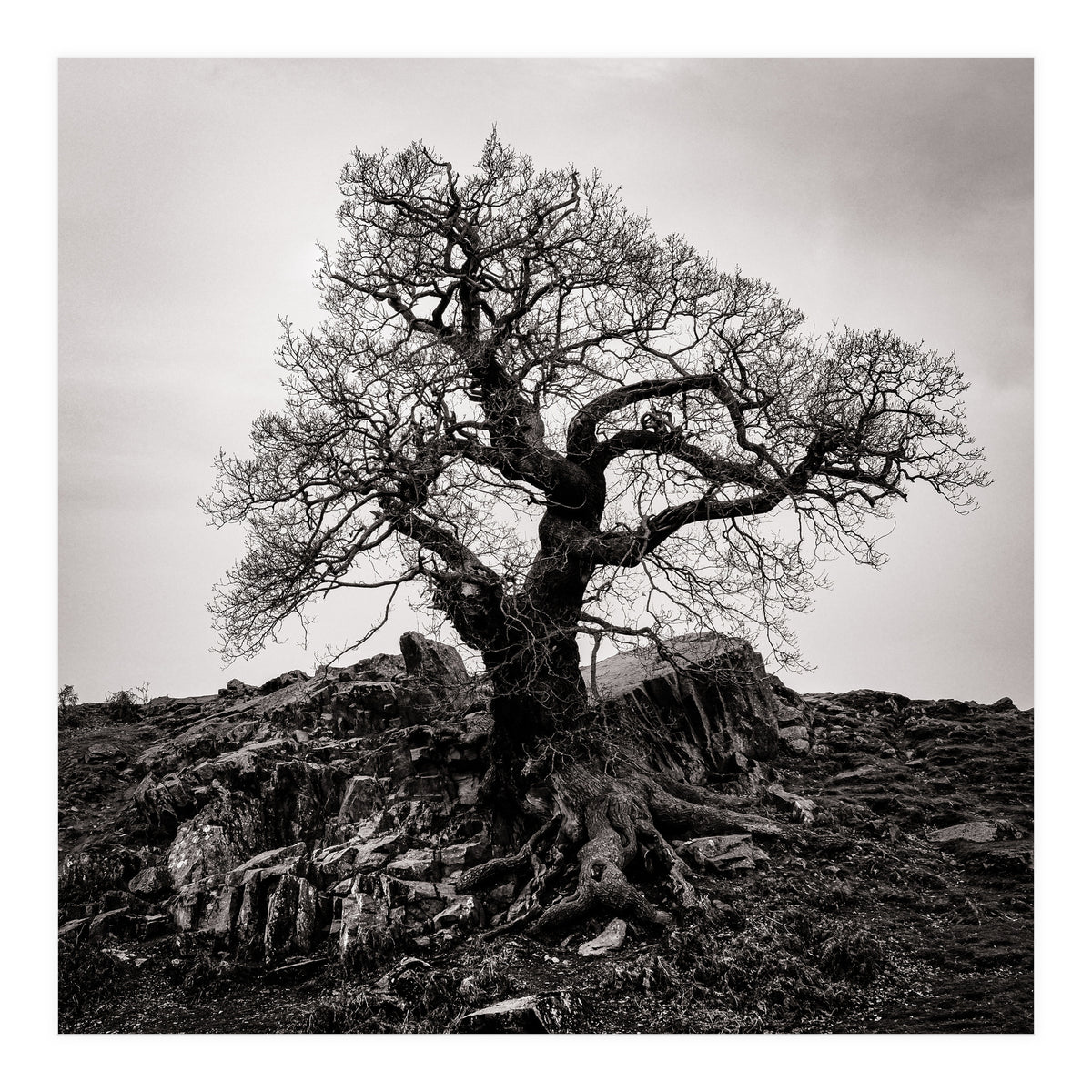 Gnarled Tree (Print Only)