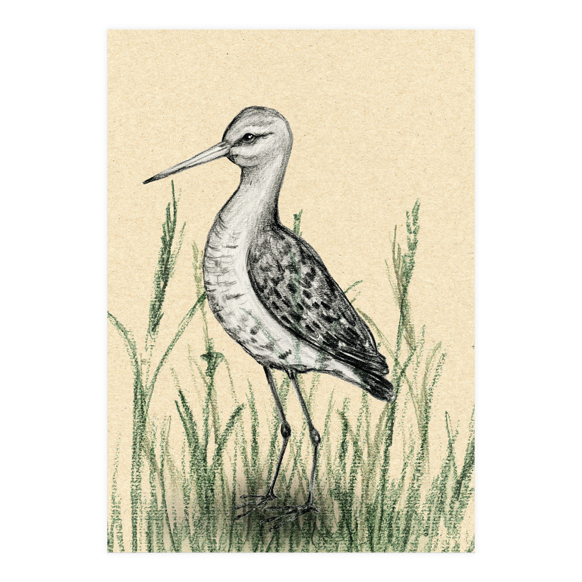 Black-tailed godwit in the grass (Print Only)
