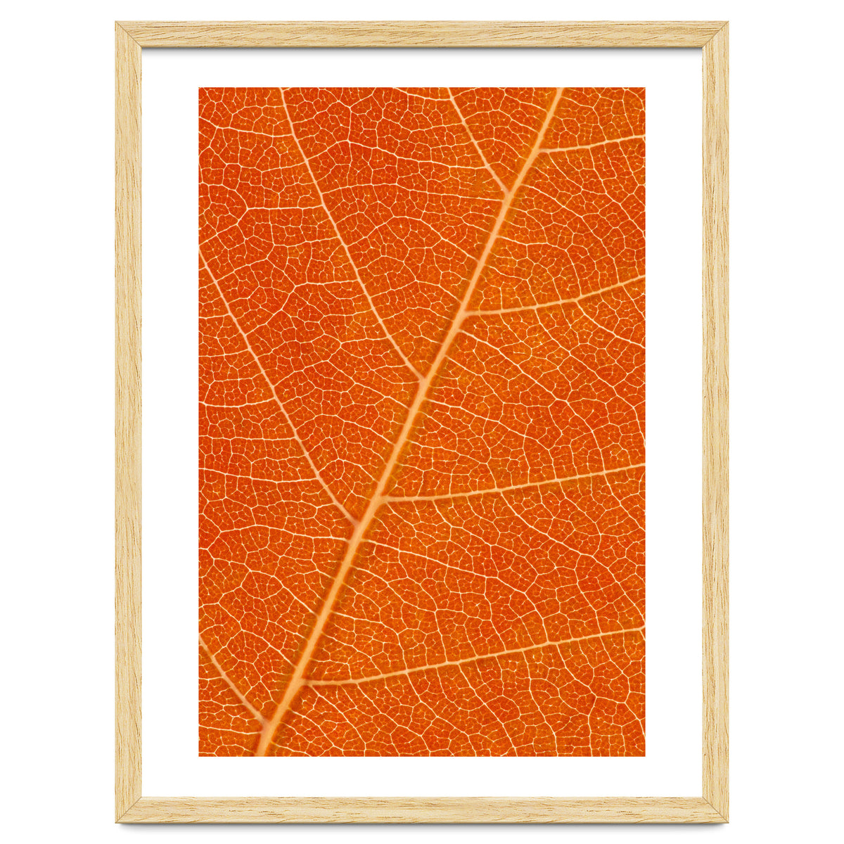 Autumn Leaf