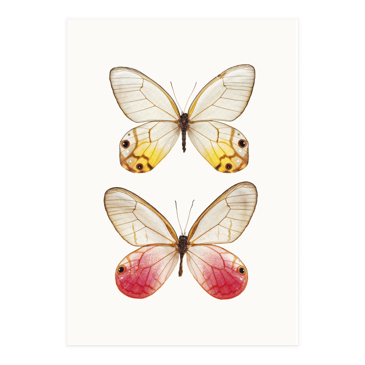 Cc Butterflies 04 (Print Only)