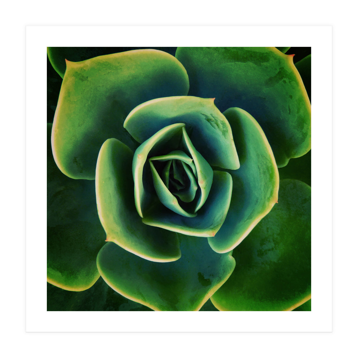 DARKSIDE OF SUCCULENTS XIII (Print Only)