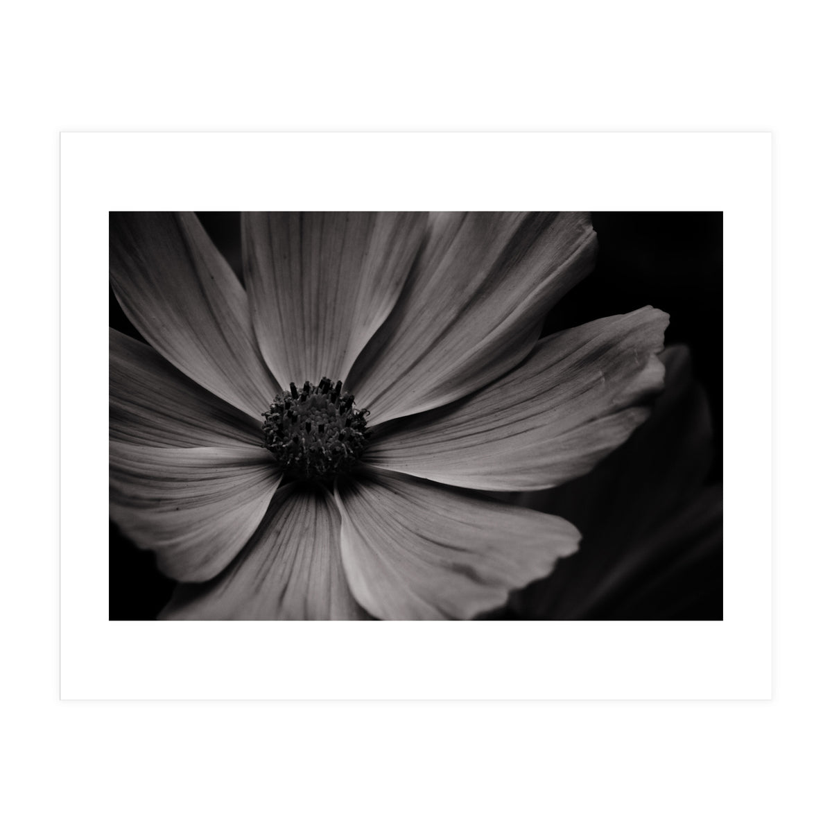Black And White Flower (Print Only)