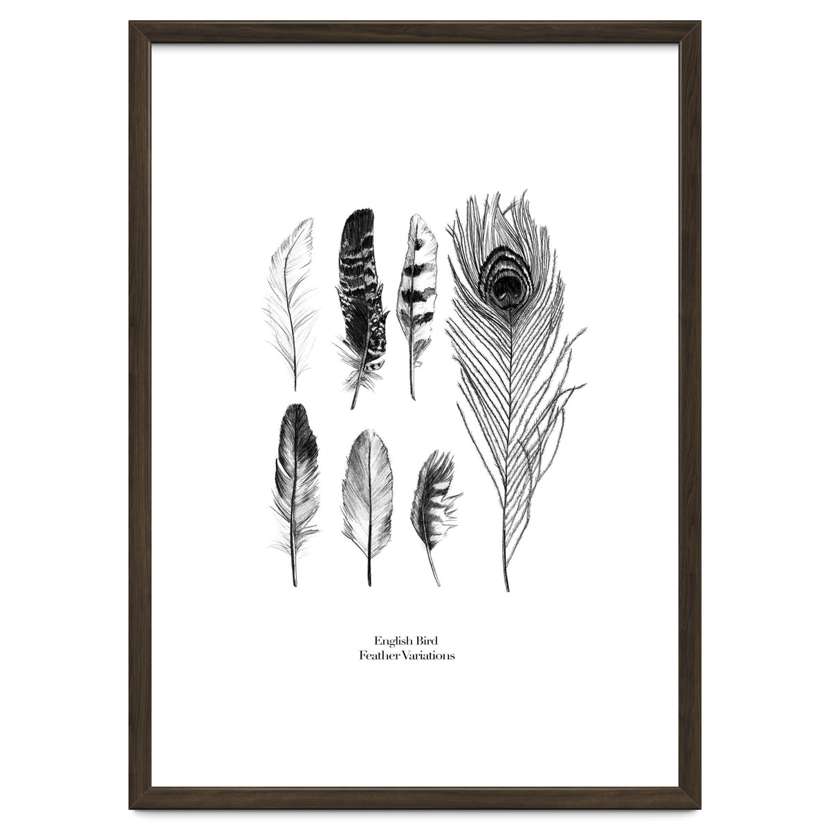 English Feather Variations