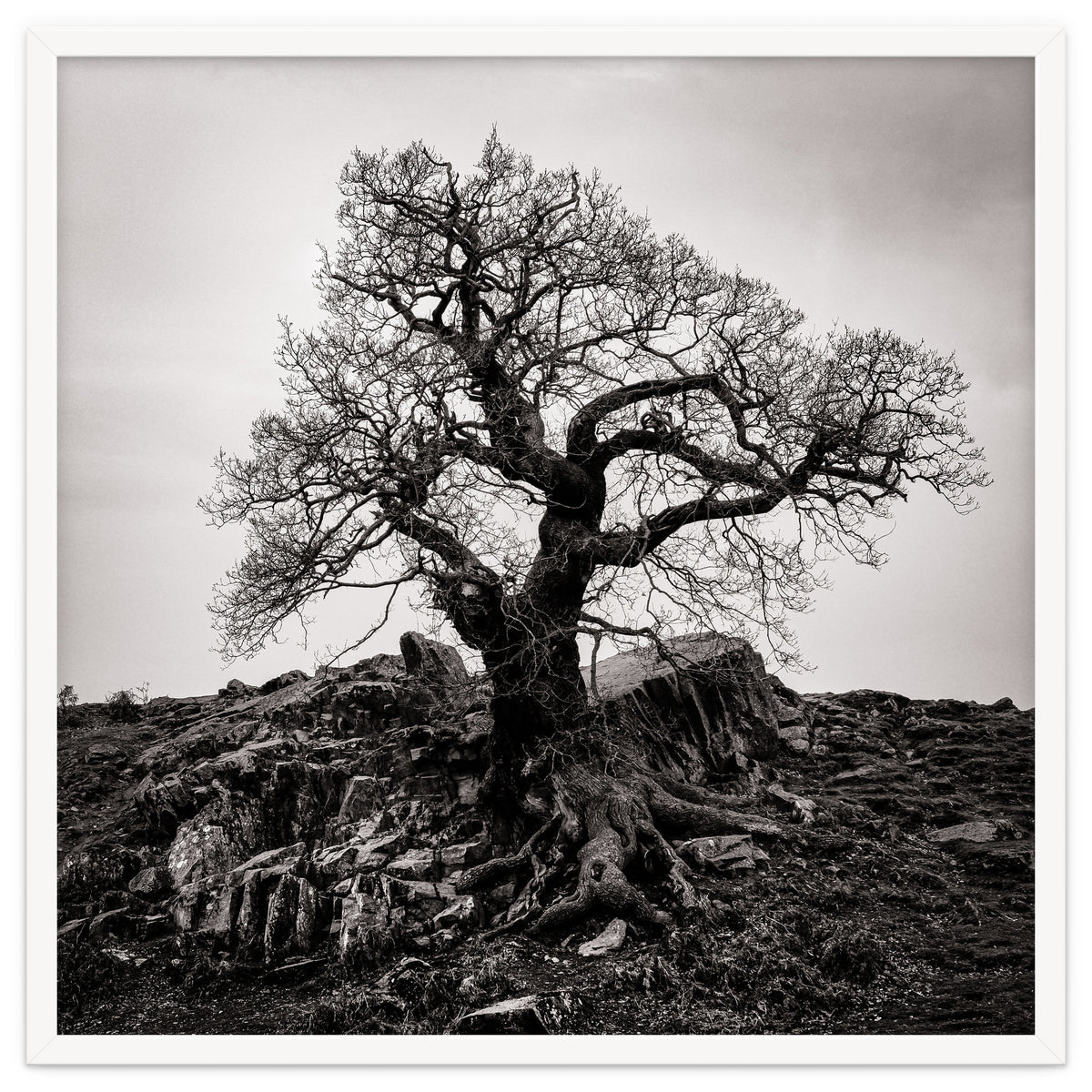 Gnarled Tree