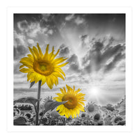 Focus on two sunflowers (Print Only)