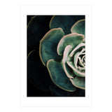 Darkside Of Succulents 4-E (Print Only) thumbnail