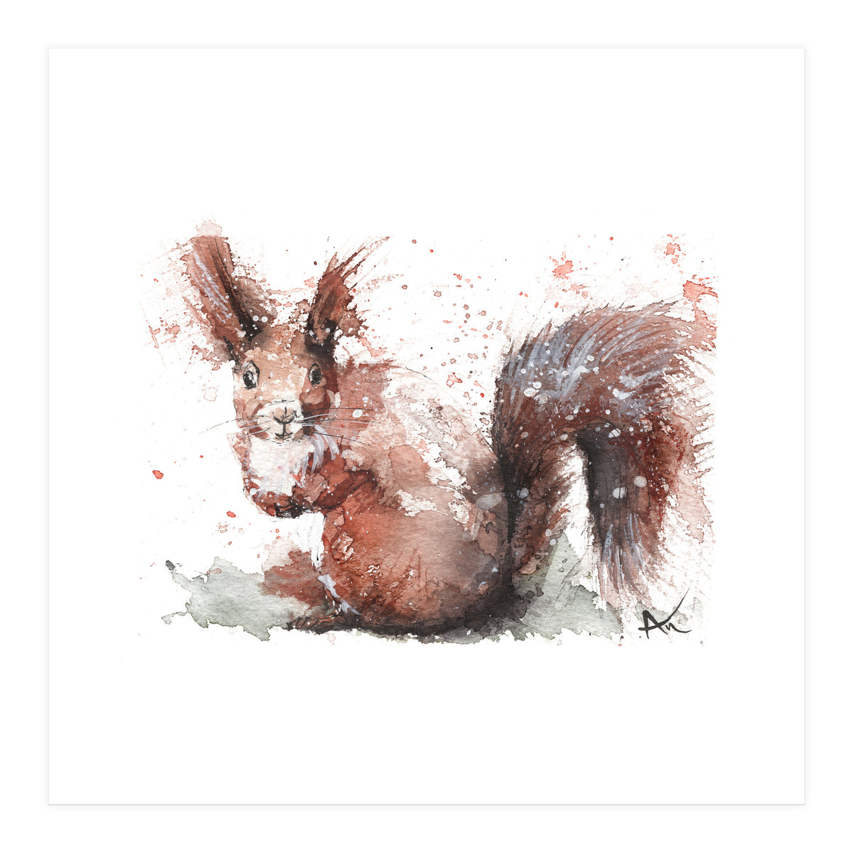 Squirrel - Wildlife Collection (Print Only)