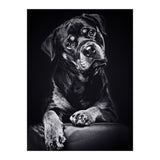 Black Dog (Print Only) thumbnail