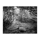 Undergrowth in black and white (Print Only) thumbnail