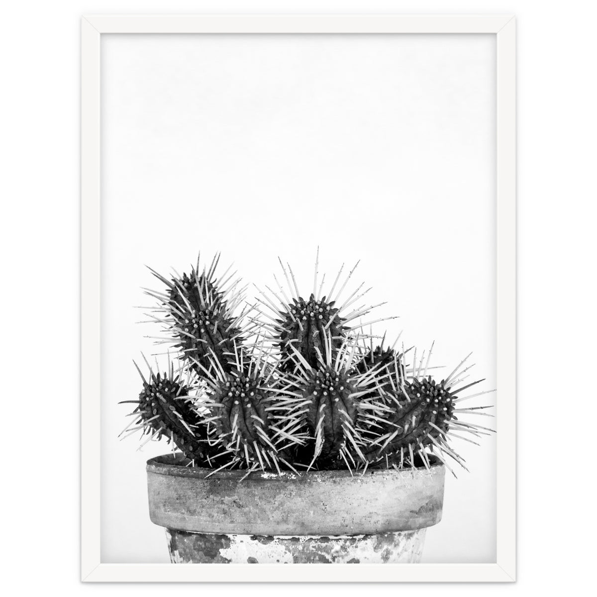 Cactus nature II