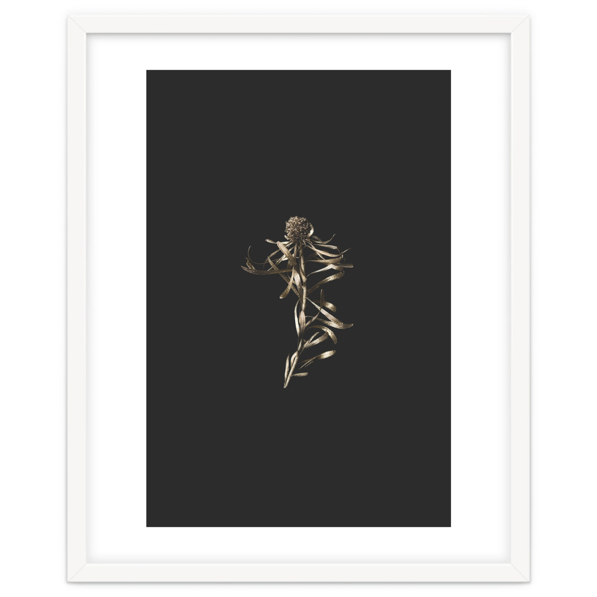 Magical Golden Fynbos