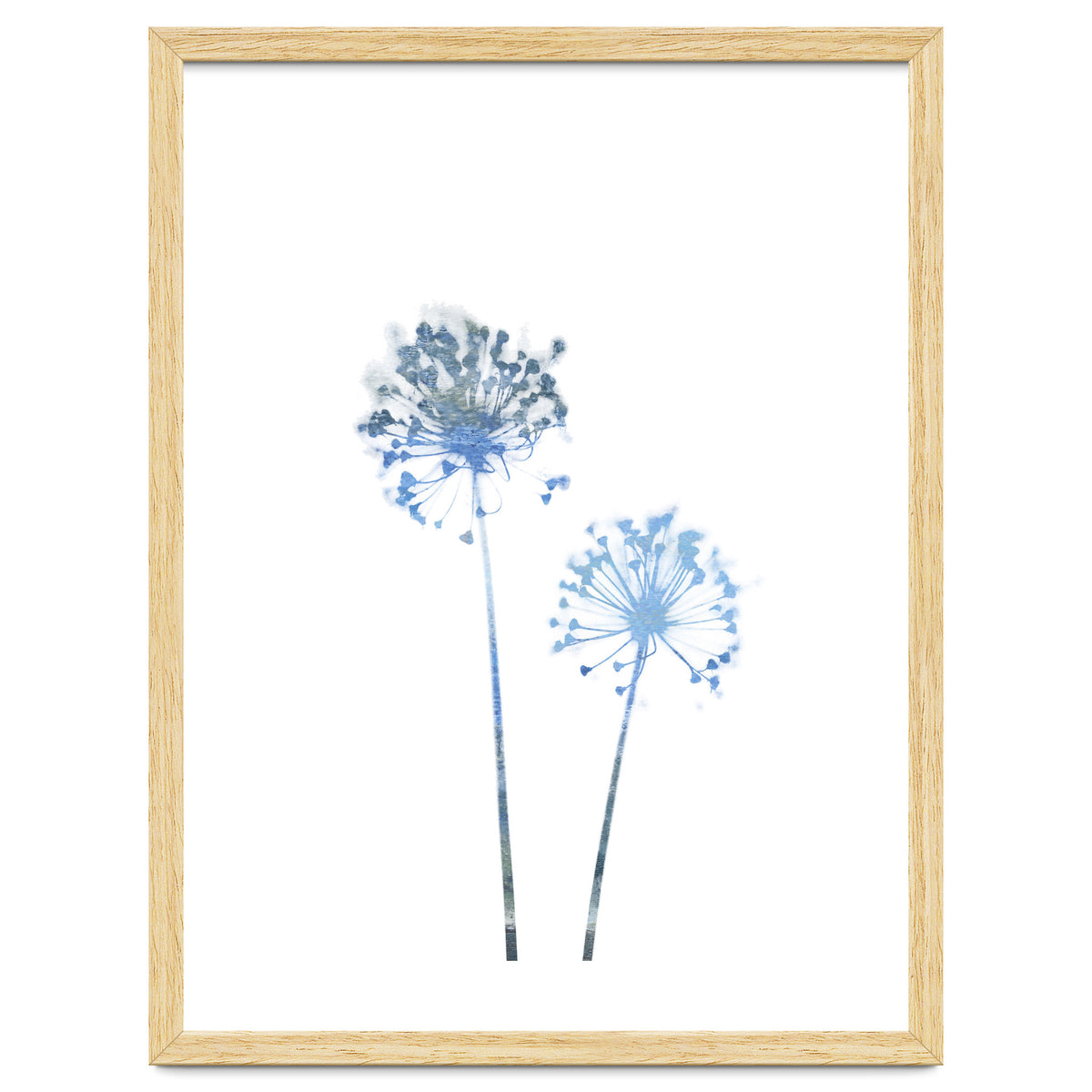 Blue Dandelion