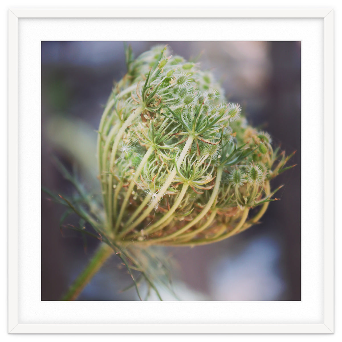Seed head