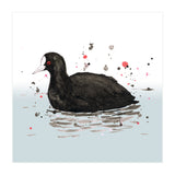 Common coot (Print Only) thumbnail