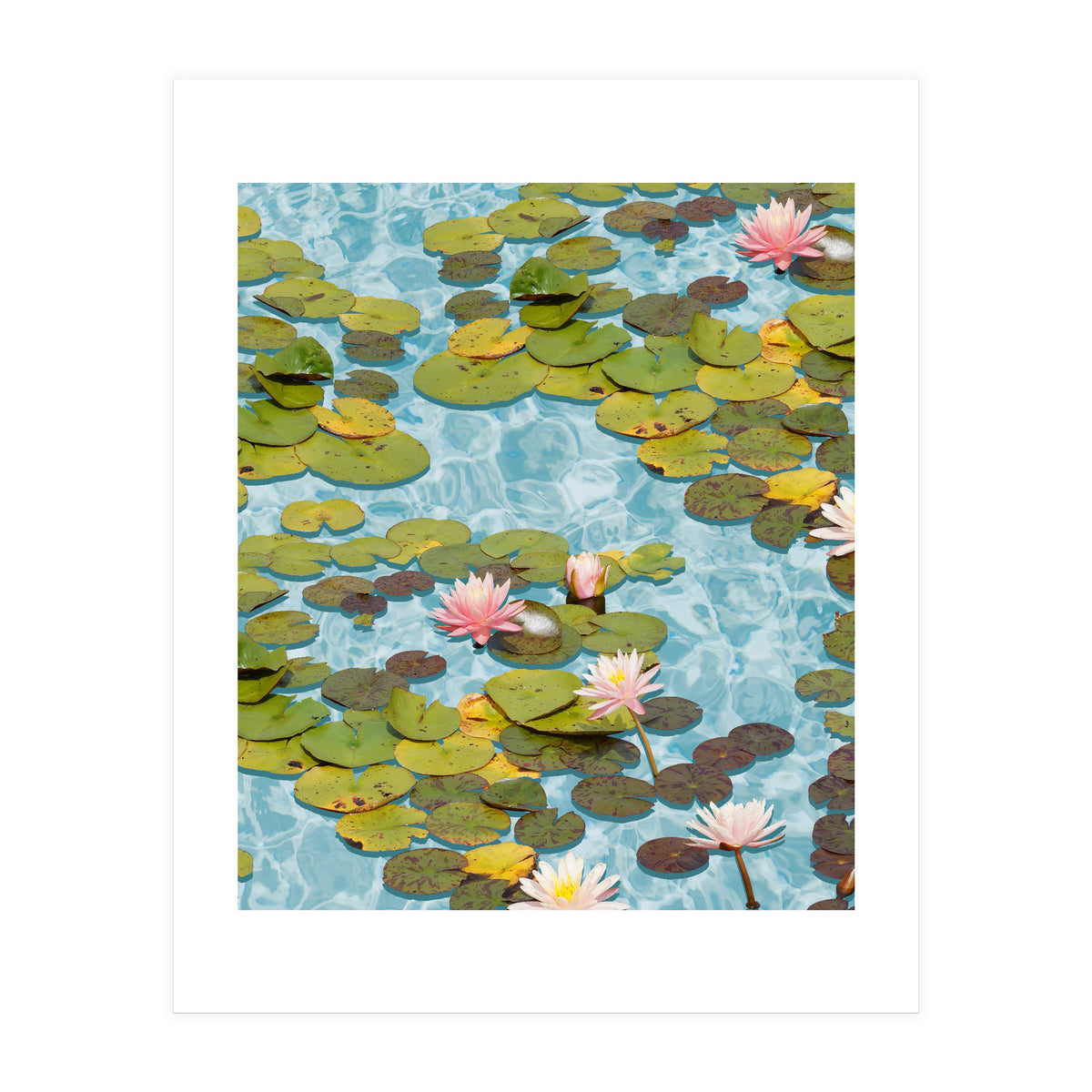 Lotus Formation (Print Only)