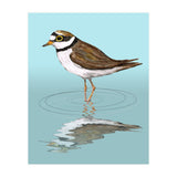 Little ringed  plover (Print Only) thumbnail