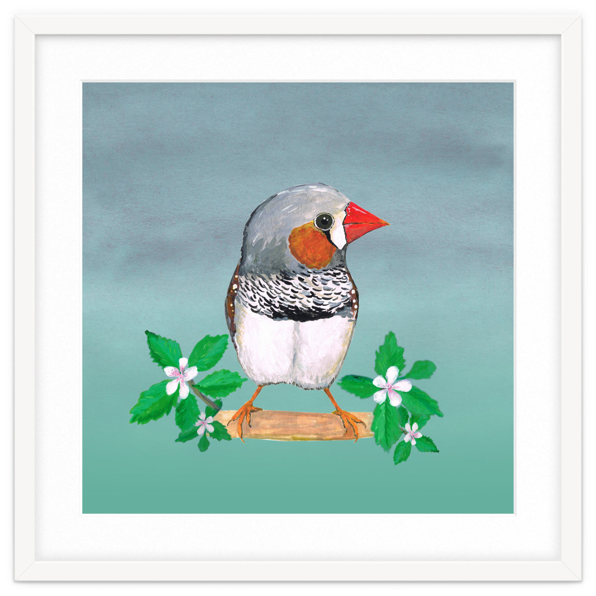 Zebra finch