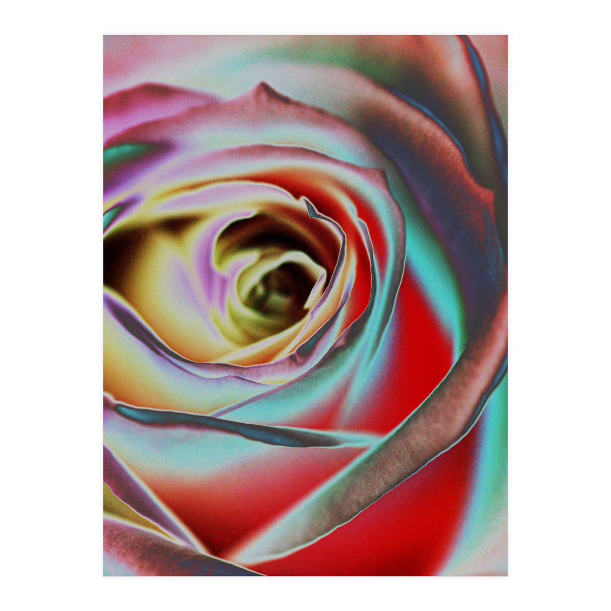 Rose (Print Only)