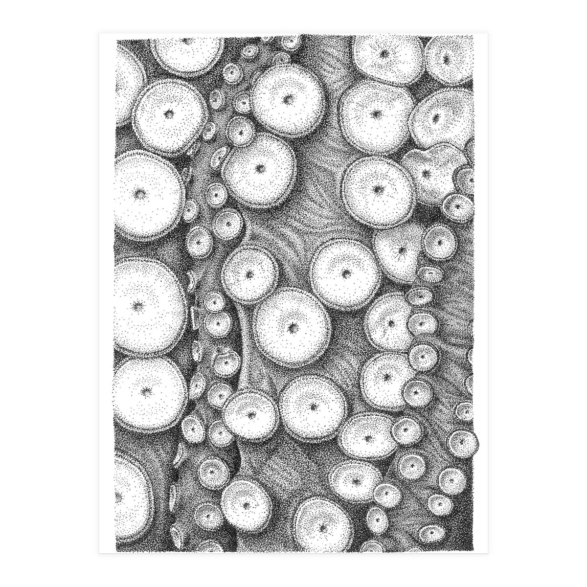 Octopus no. 3 (Print Only)