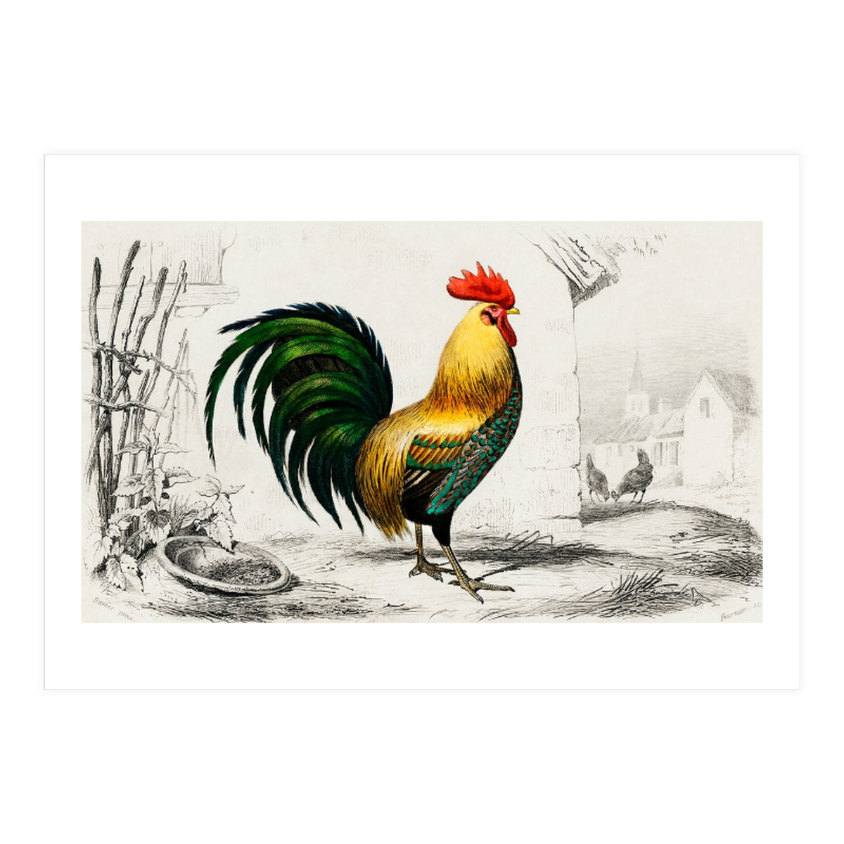 Cock illustrated (Print Only)
