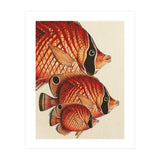 Fish Classic Designs 2 (Print Only) thumbnail
