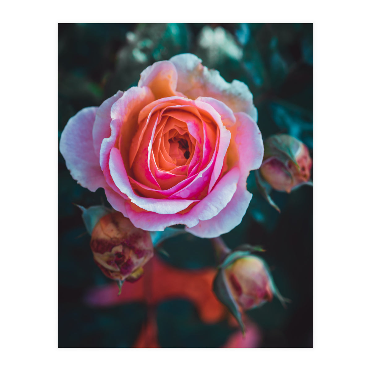 delicate rose (Print Only)