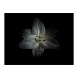 Backyard Flowers No 28 Color Version (Print Only) thumbnail