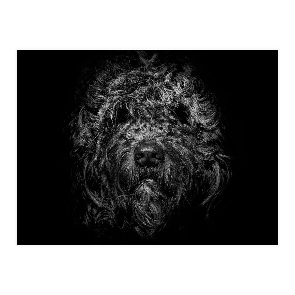 Ziggy Portrait No 1 (Print Only)