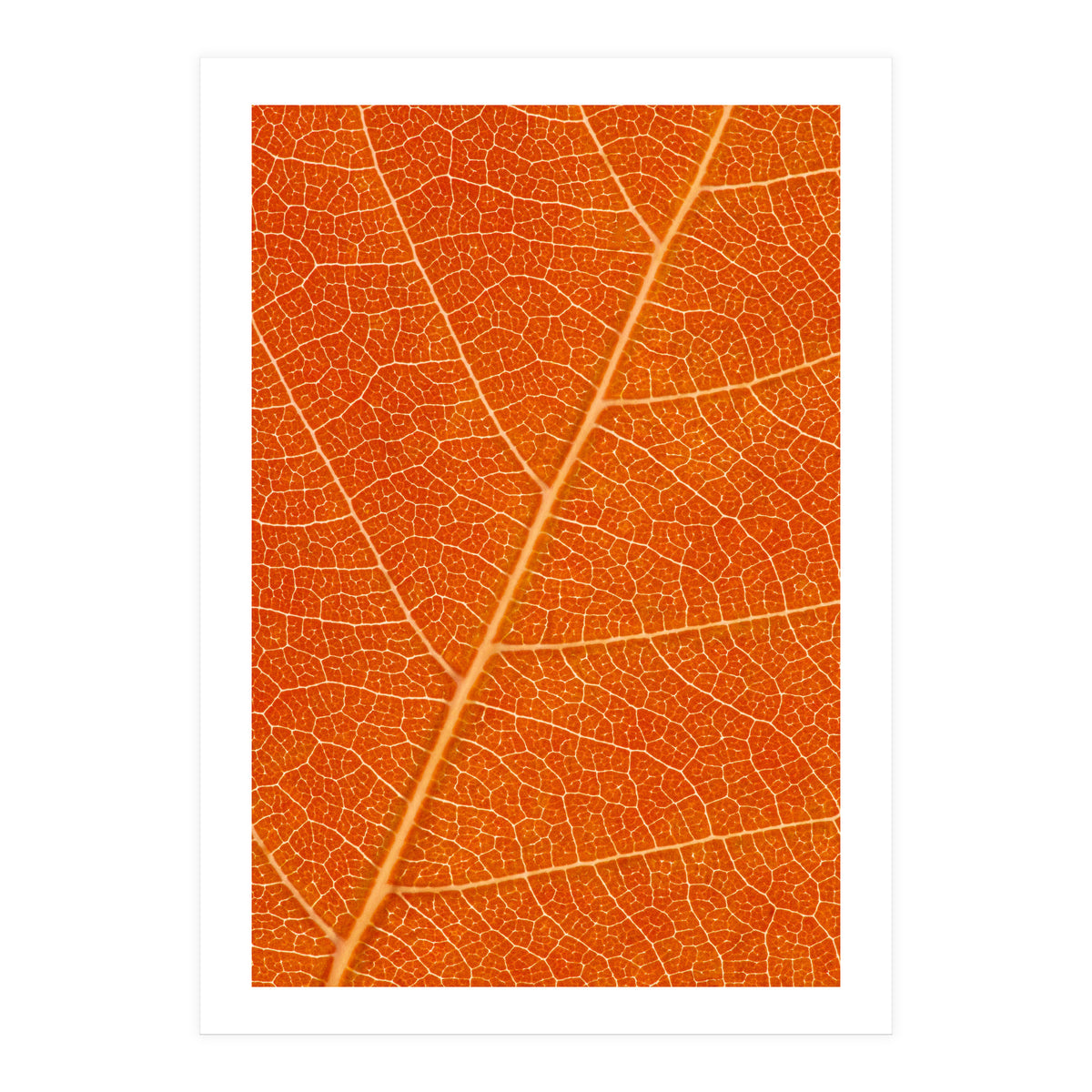 Autumn Leaf (Print Only)