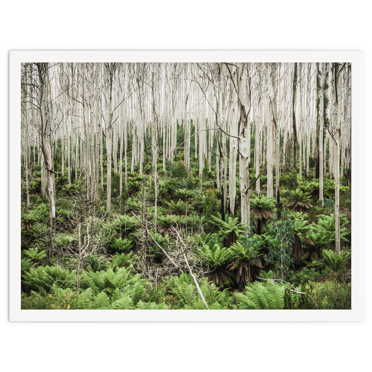 Forest After The Fire