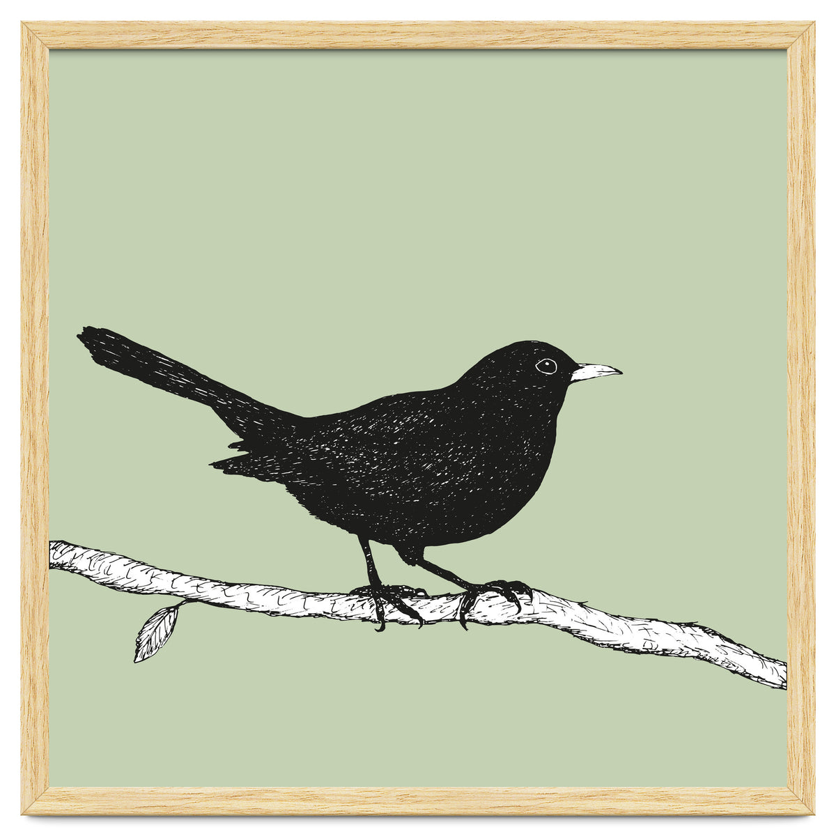 Blackbird pen drawing