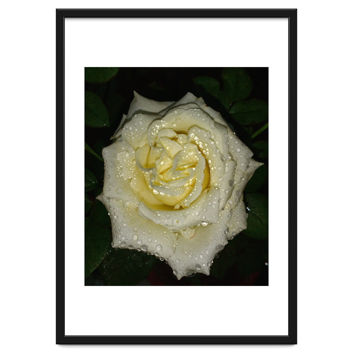 Floribunda Rose