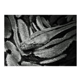 Snake (Print Only) thumbnail