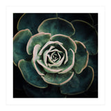 DARKSIDE OF SUCCULENTS IV-A (Print Only) thumbnail