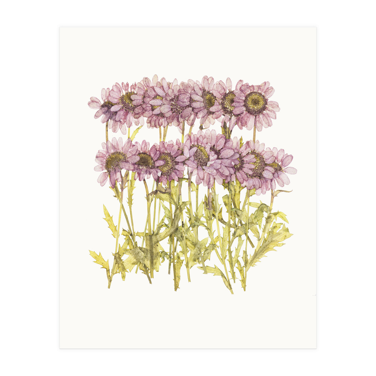 Cc Flower 02 (Print Only)