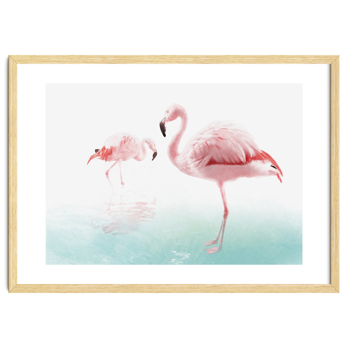 Flamingos