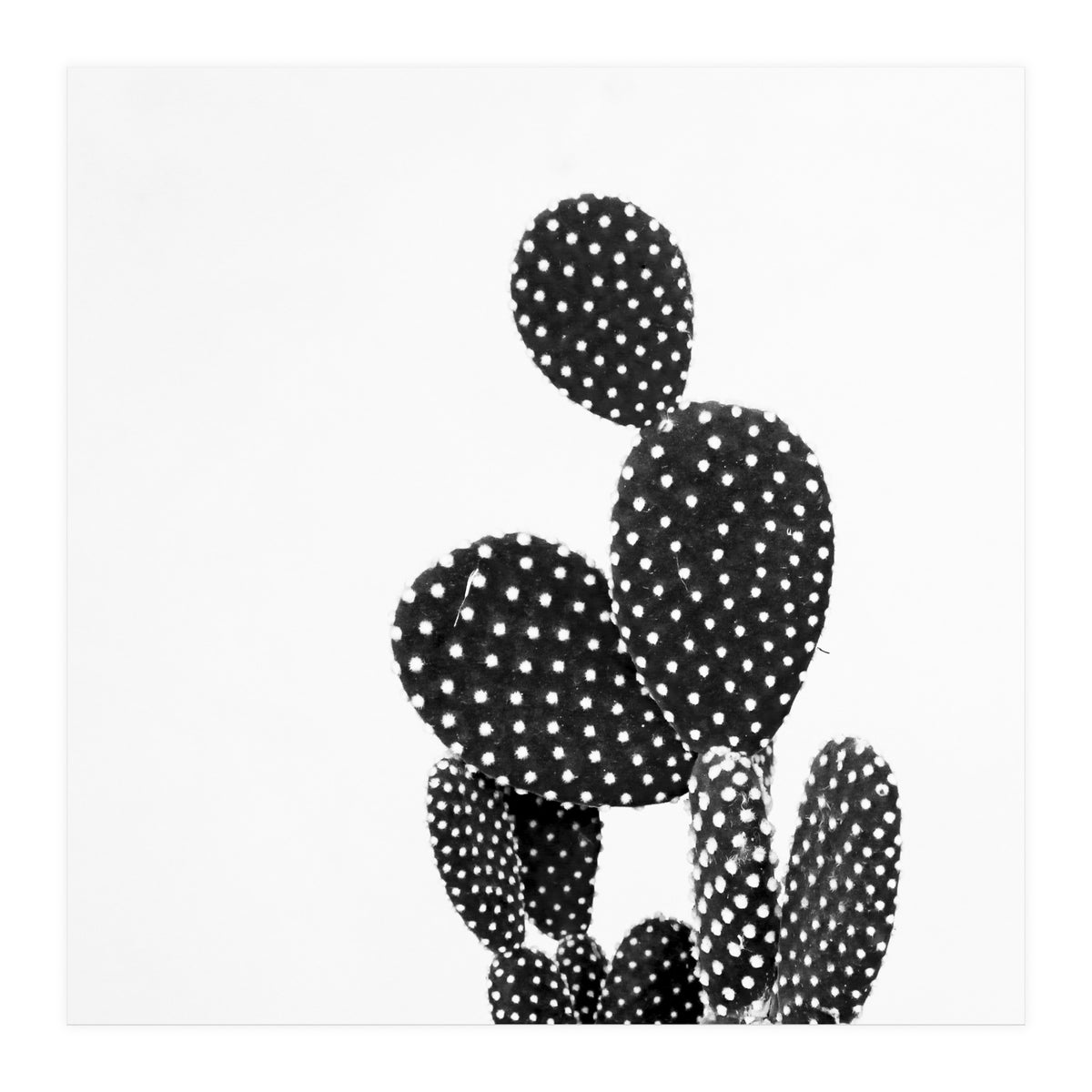 Cactus nature (Print Only)