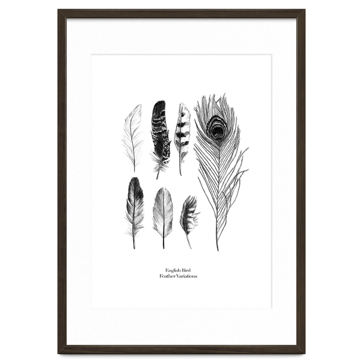 English Feather Variations