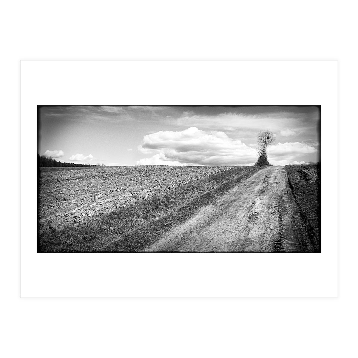 Lonely tree (Print Only)