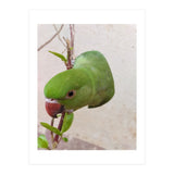 Cute Parrot (Print Only) thumbnail