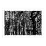 Weeping Willow (Print Only) thumbnail