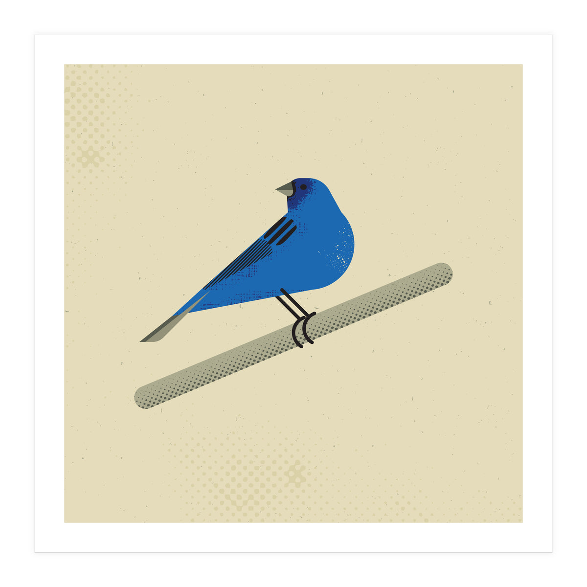 Indigo Bunting  (Print Only)