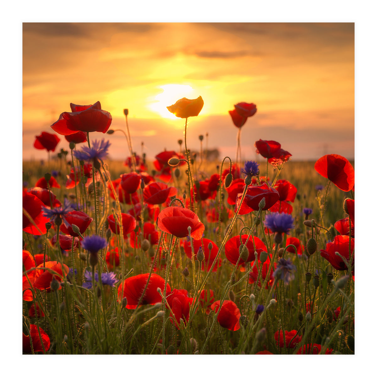 Poppies (Print Only)
