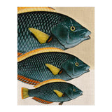 Fish Classic Designs 10 (Print Only) thumbnail